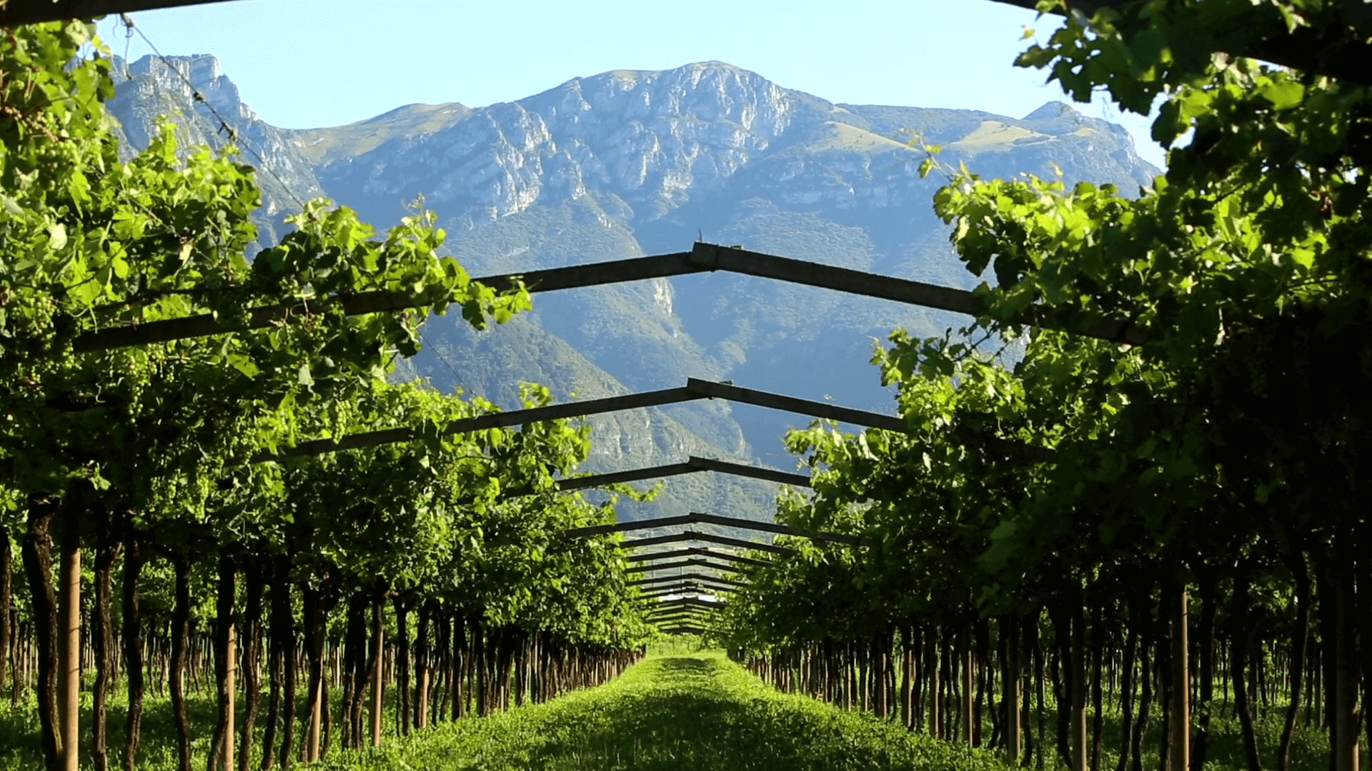 Tenuta San Leonardo | San Leonardo 1724